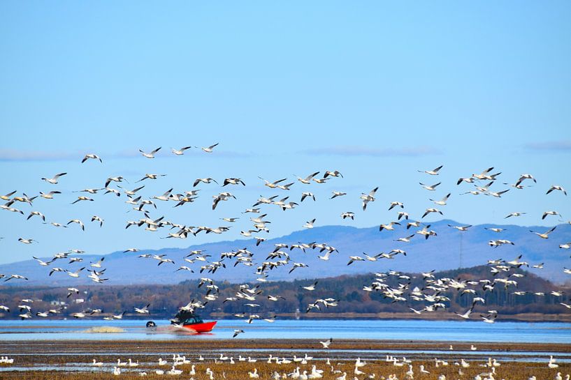 Snow geese on the river by Claude Laprise