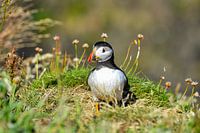 Puffin Scotland