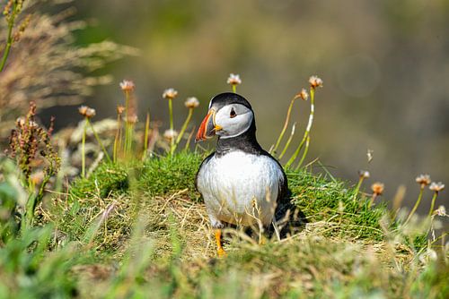 Papageientaucher Schottland