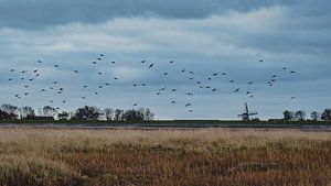 Wattenmeer - 7