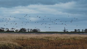 Waddenzee - 7