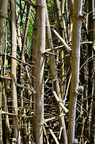 Bamboe in Miami Zoo