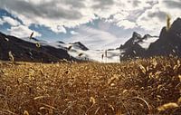 A Golden Dream
