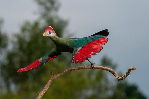 Red-crested turaco flying away with its beatifull red wings.