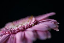 Groene Sprinkhaan van Arnold van West