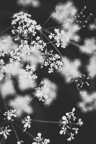 Zwart wit wilde bloemen in de Almeerse regenboogbuurt | Natuurfotografie in Nederland