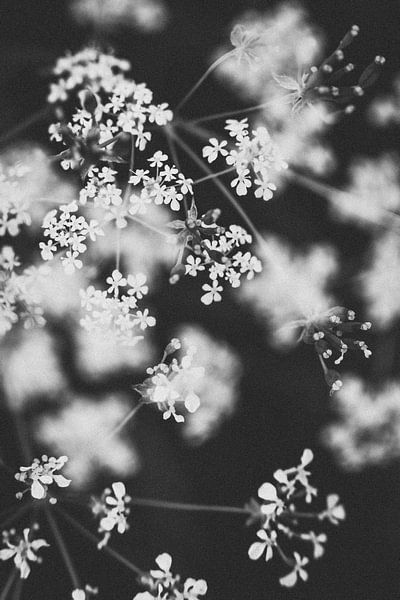 Schwarz-weiße Wildblumen im Regenbogenviertel von Almere | Naturfotografie in den Niederlanden von Evelien Lodewijks