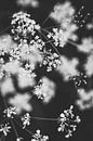 Schwarz-weiße Wildblumen im Regenbogenviertel von Almere | Naturfotografie in den Niederlanden von Evelien Lodewijks Miniaturansicht