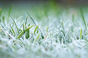 Frozen grass von Maren Oude Essink