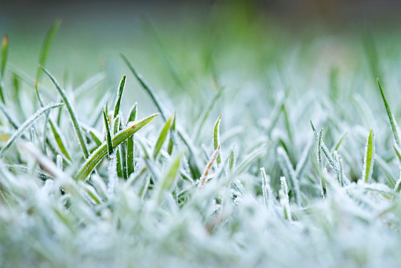 Frozen grass by Maren Oude Essink