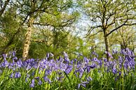 Jacinthes des bois en fleur dans une forêt de chênes anglais par Nature in Stock Aperçu