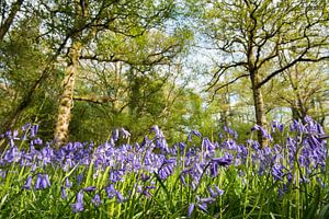 Jacinthes des bois en fleur dans une forêt de chênes anglais sur Nature in Stock