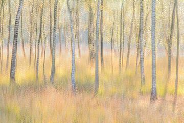 Birches in motion by Teuni's Dreams of Reality