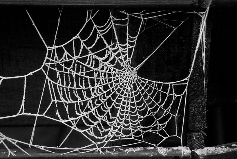 Spinnenweb in de winterkou von Nel Wierenga