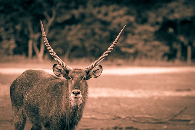 oogcontact by Bart Berendsen