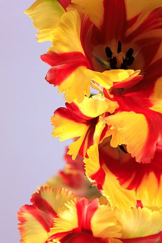 Parrot tulips