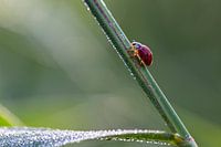 Ladybird (Coccinellidae) on a cold morning