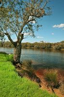 Boom aan de rivier