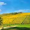 Gouden herfst in het Markgräfler Land 2.0 Panorama van Ingo Laue
