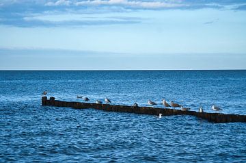 Seagulls on a groyne on the Baltic Sea. by Martin Köbsch