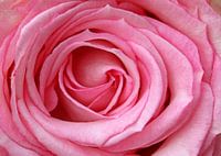 Roze roos