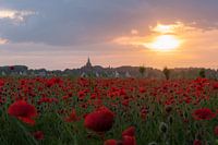 Red Sunset