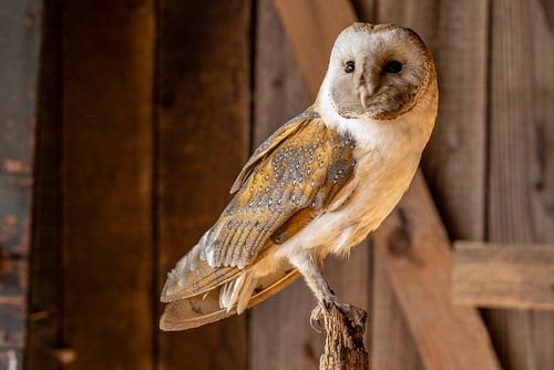 Effraie des clochers, Tyto alba