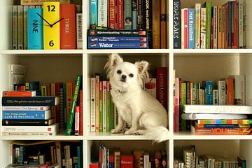 Maxi  von Ariska Bonnema