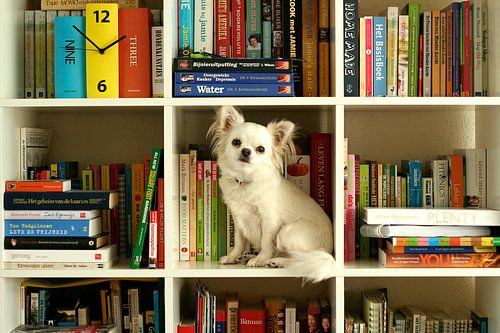 Maxi  by Ariska Bonnema