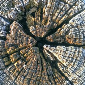 weathered wood by Hanneke Bantje