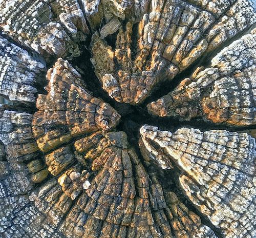 verweerd hout van Hanneke Bantje