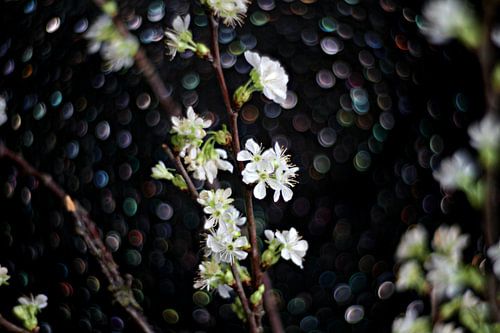 Fleur de printemps