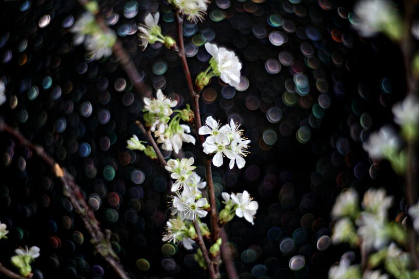 Fleur de printemps par Marianna Pobedimova