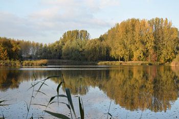 Najaar in de Dordtse Biesbosch