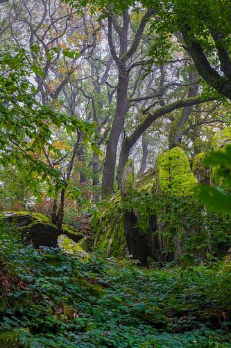 Deep green forest scene