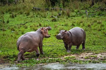 Hippopotames en difficulté sur Sascha Bakker