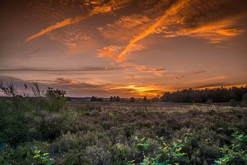 De veluwe bij een oranje zonsondergang RawBird Photo's Wouter Putter van Rawbird Photo's Wouter Putter