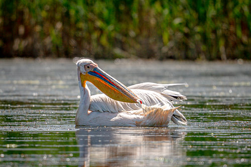 Danube Delta Royalty