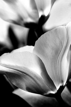 Tulpen in zwart-wit van Anouschka Hendriks