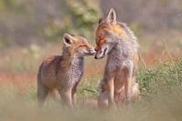Foxy Love - Mother and fox cub