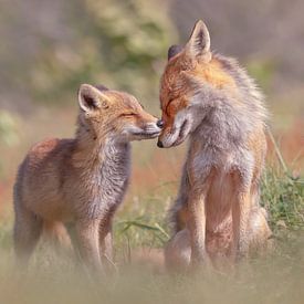 Foxy Love - Moeder en vossenwelpje van Roeselien Raimond