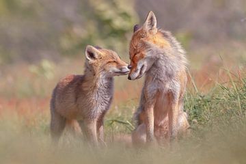 Foxy Love - Moeder en vossenwelpje van Roeselien Raimond