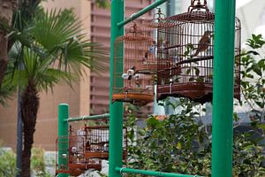 Vogelmarkt Hongkong