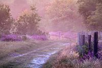 Heather in mist
