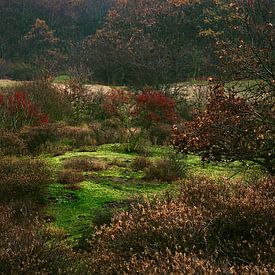 Amsterdam Water Supply Dunes - 5 by Rudy Umans