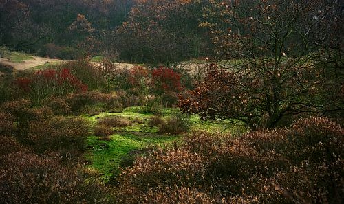 Dünen der Amsterdamer Wasserversorgung - 5