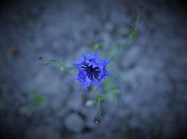 Cornflower by Michael van Eijk