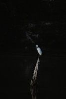 White bird