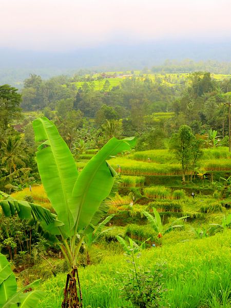 Banana trees and rice fields in Bali by Thomas Zacharias