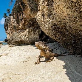 Bonaires Rettungsschwimmer: Leguane am Playa Wayaka von Lex van Doorn